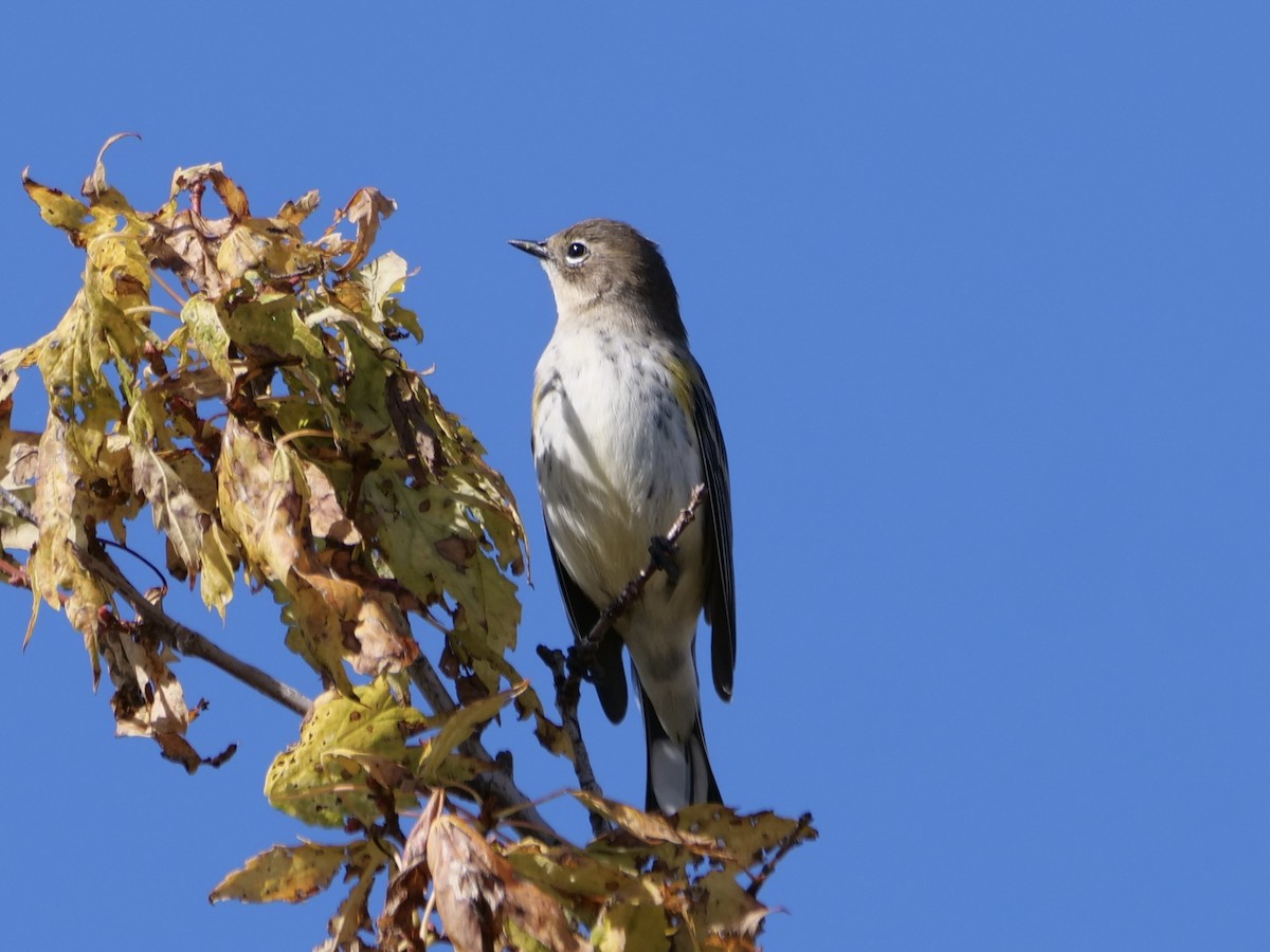 Yellow-rumped Warbler (Myrtle) - ML642838917