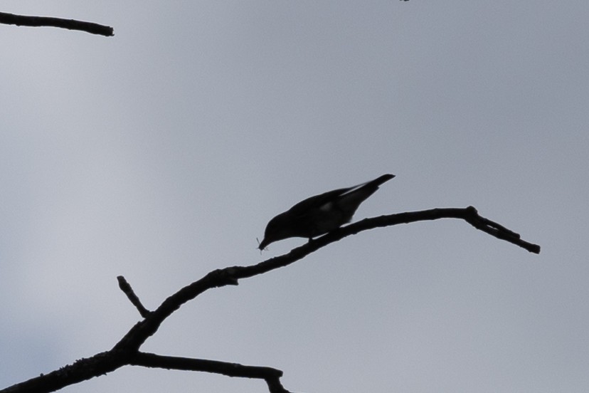Olive-sided Flycatcher - ML642838923