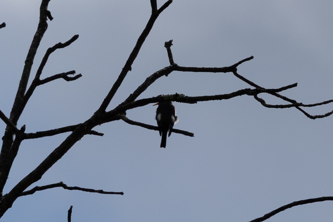 Olive-sided Flycatcher - ML642838924