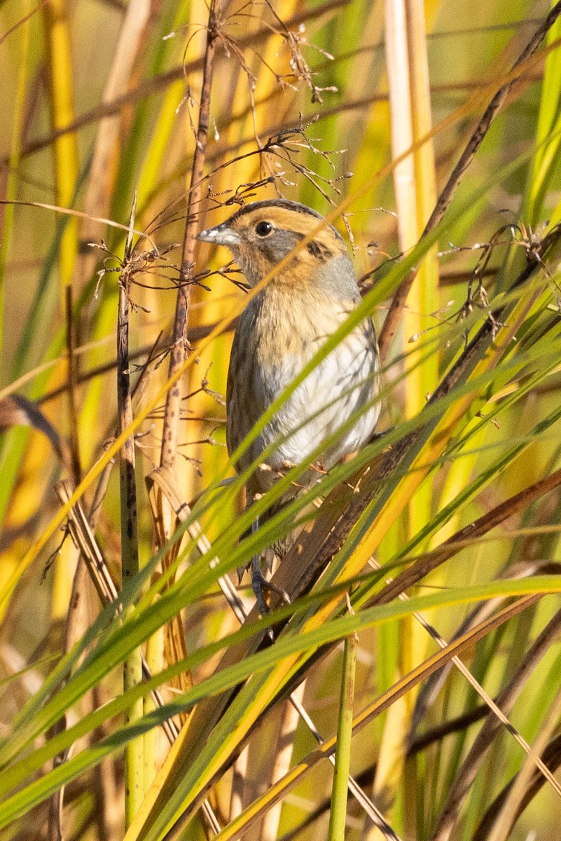 Nelson's Sparrow - ML642838928