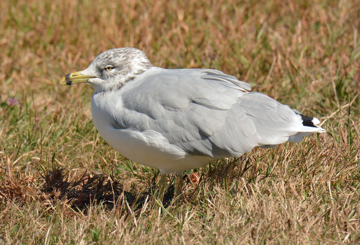 Ring-billed Gull - ML642838935