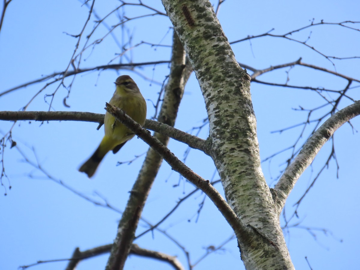 Palm Warbler - ML642838936