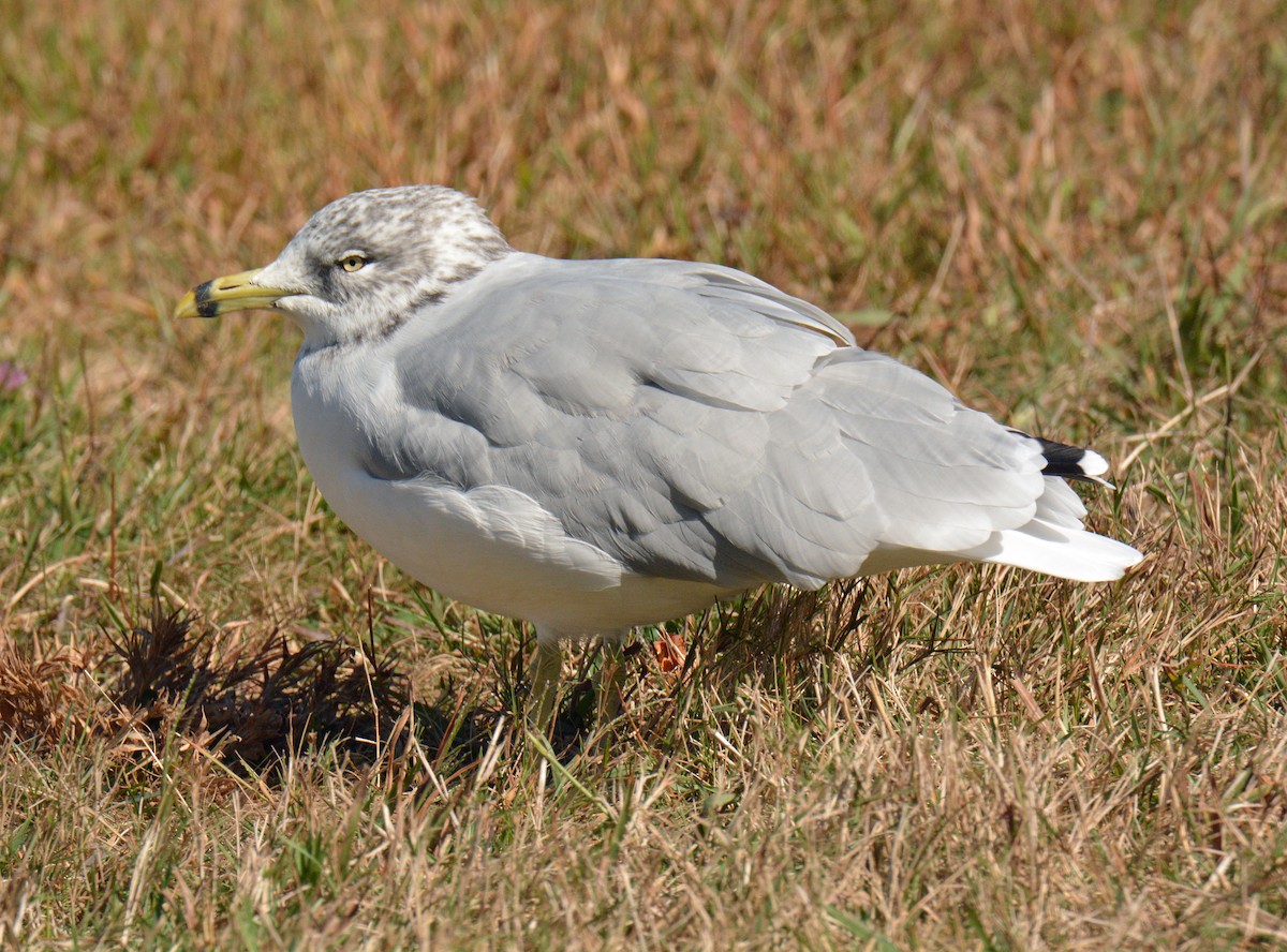 Ring-billed Gull - ML642838937
