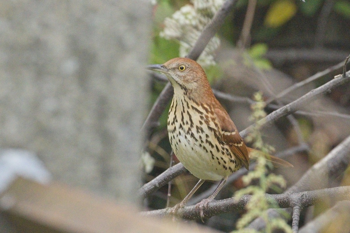 Brown Thrasher - ML642838938