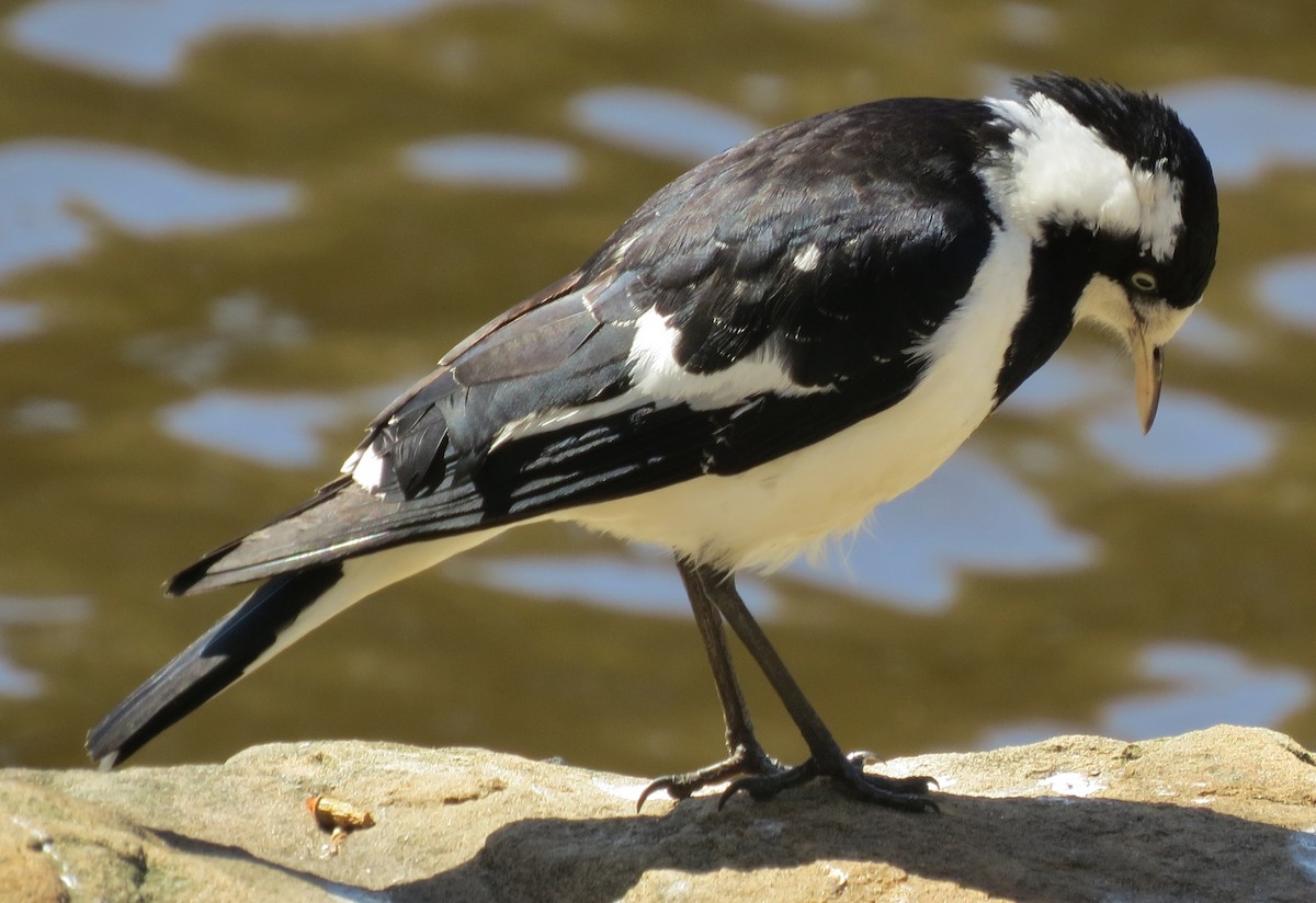 Magpie-lark - ML642838939