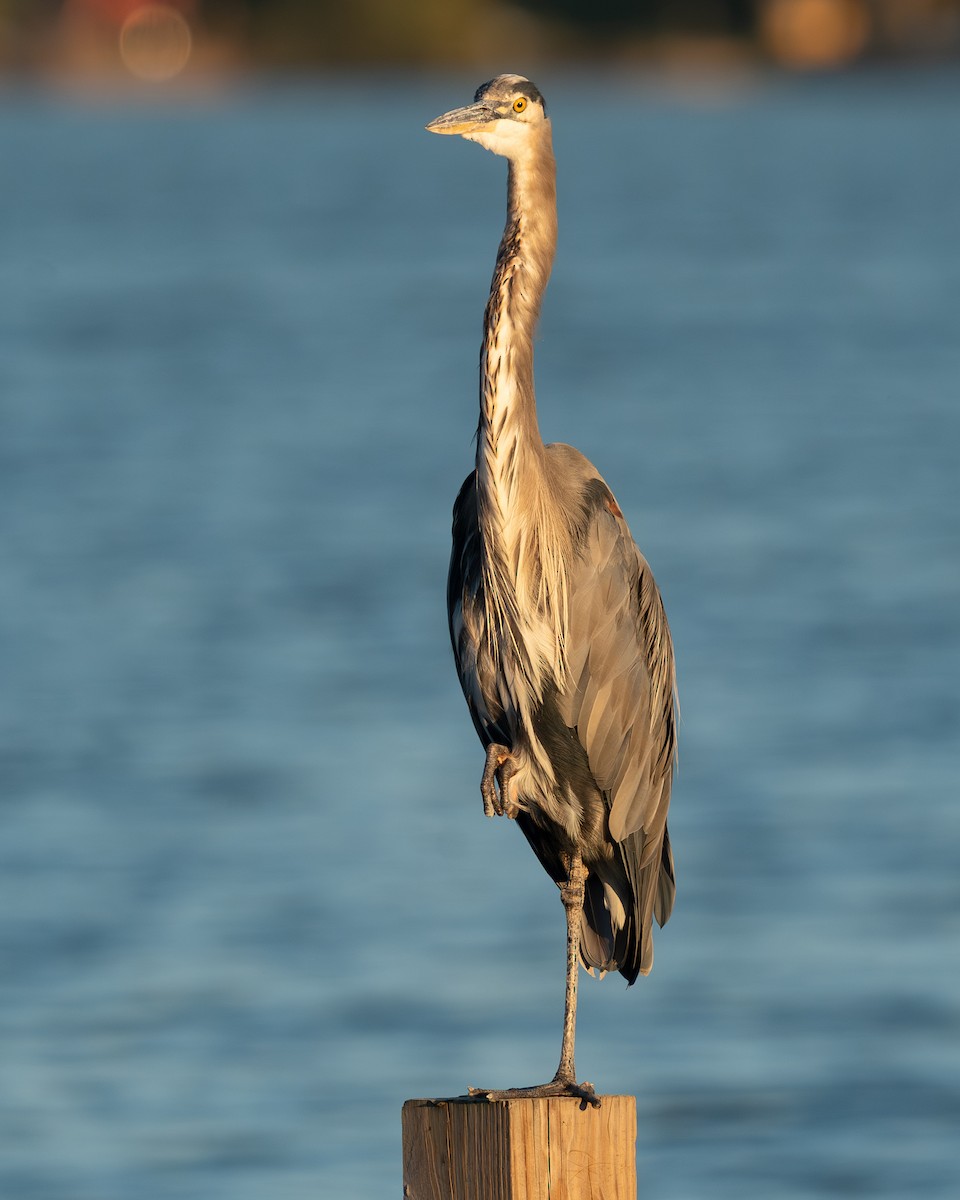 Great Blue Heron - ML642838941