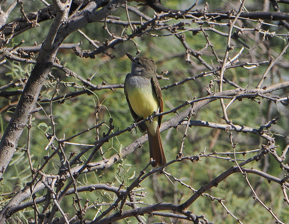 Great Crested Flycatcher - ML642838942