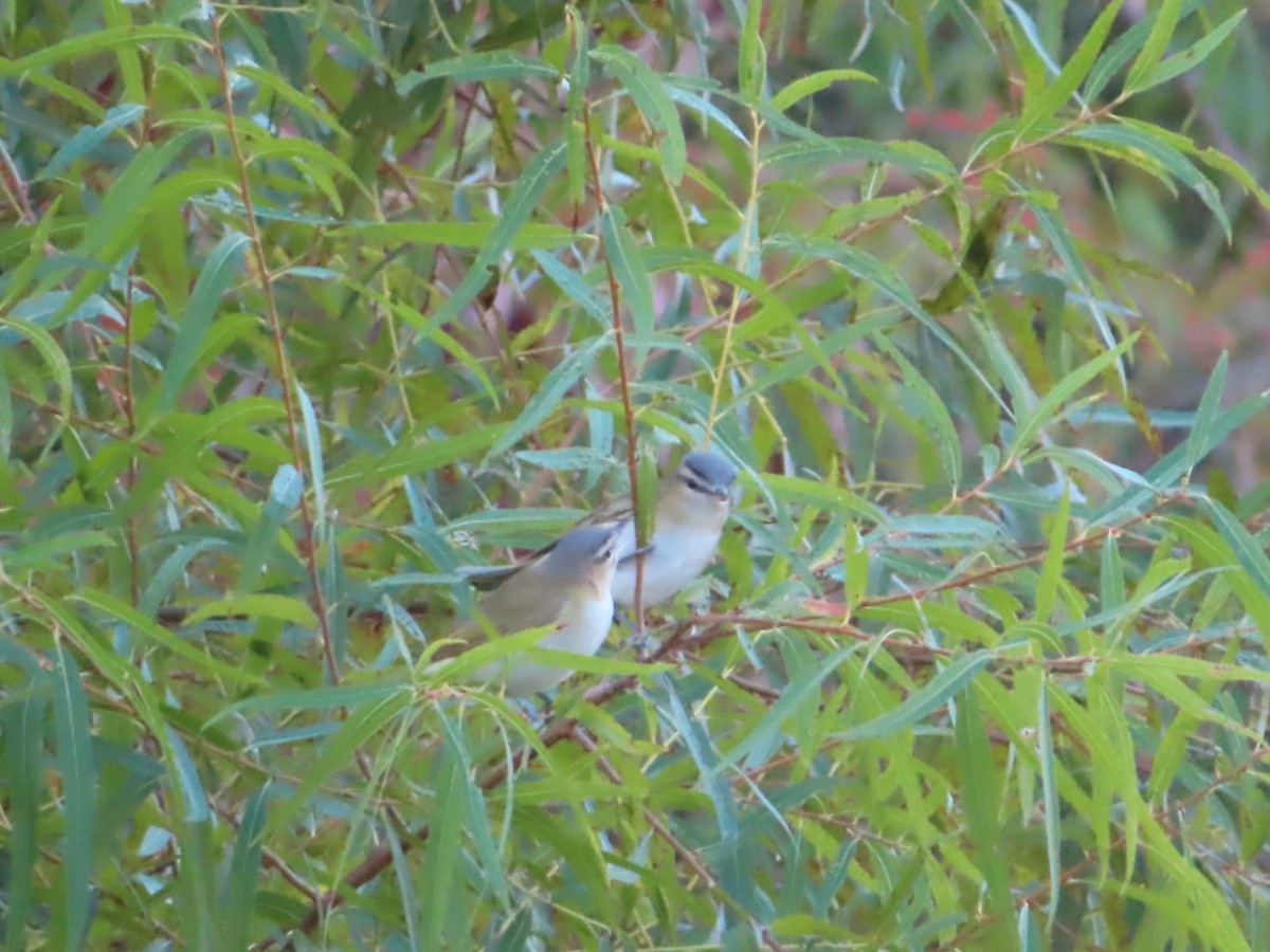 Red-eyed Vireo - ML642838944