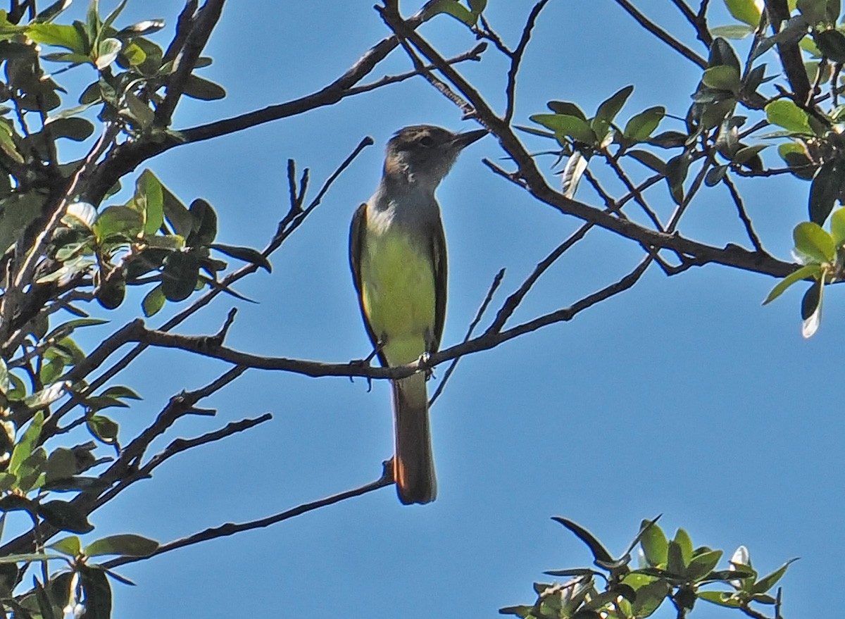 Great Crested Flycatcher - ML642838945