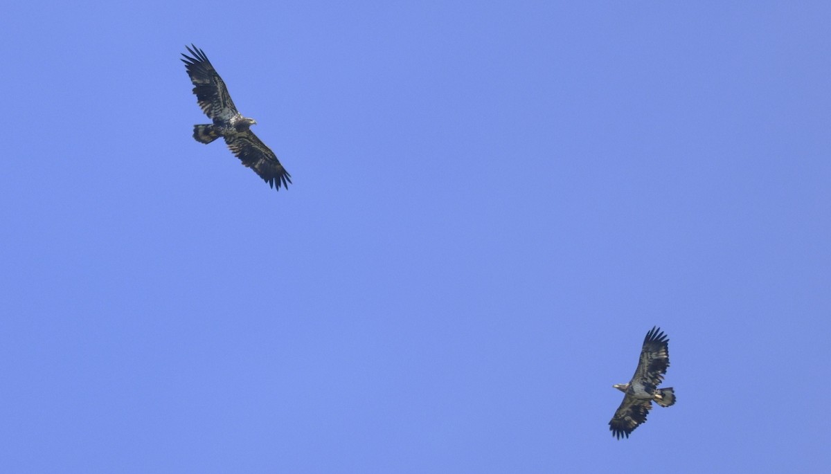 Bald Eagle - ML642838950