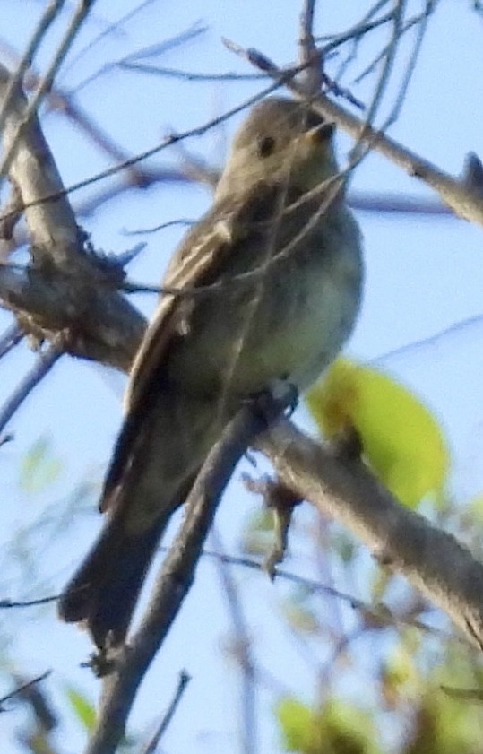 Western Wood-Pewee - ML642838951