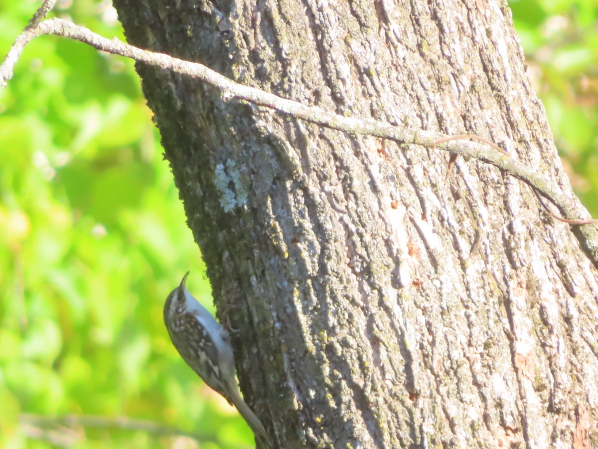 Brown Creeper - ML642838952