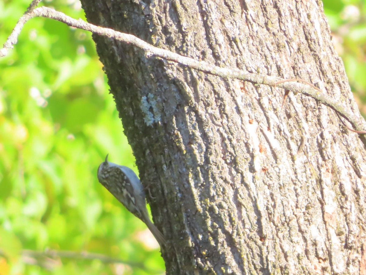 Brown Creeper - ML642838953