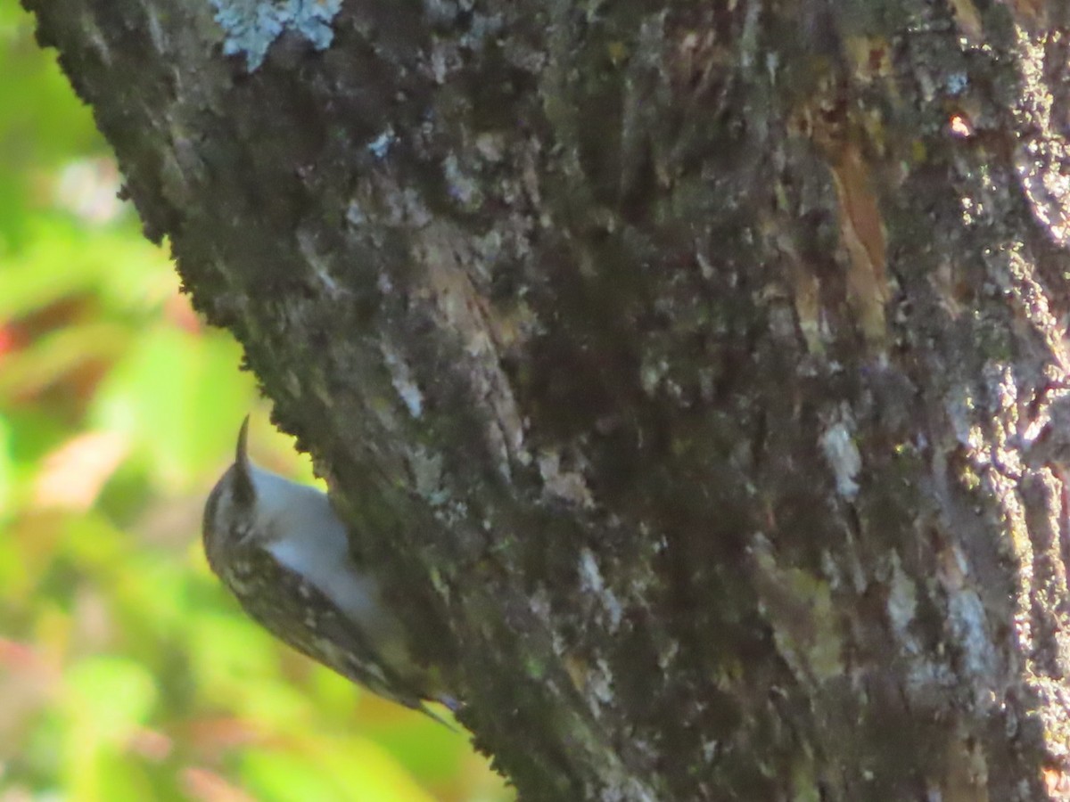 Brown Creeper - ML642838954