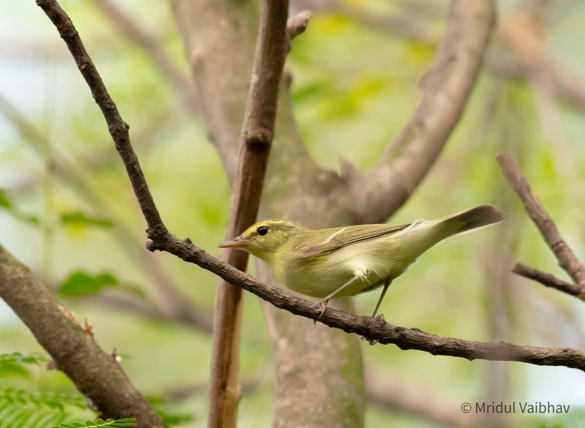 Mosquitero del Cáucaso - ML642838955
