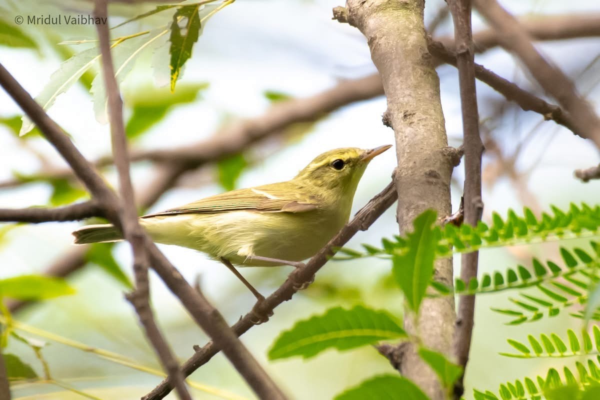 Mosquitero del Cáucaso - ML642838956