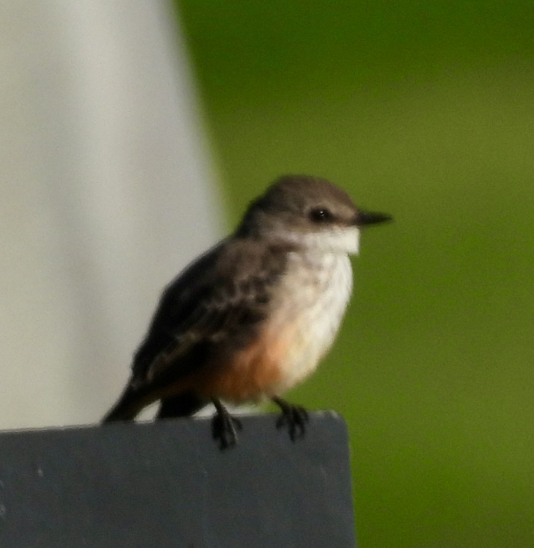 Vermilion Flycatcher - ML642838959