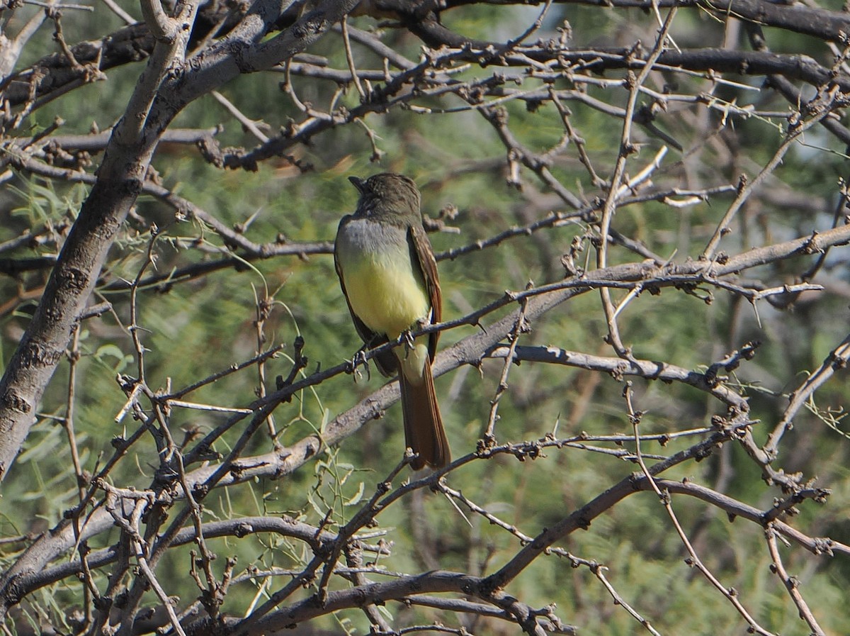 Great Crested Flycatcher - ML642838960