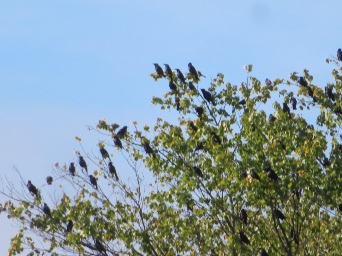 Common Grackle - ML642838964