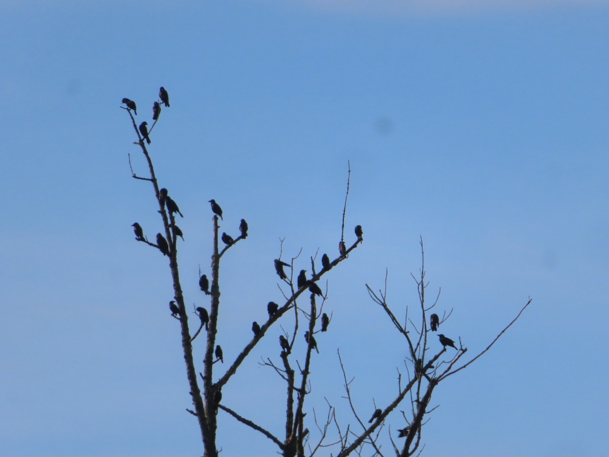 Common Grackle - ML642838965