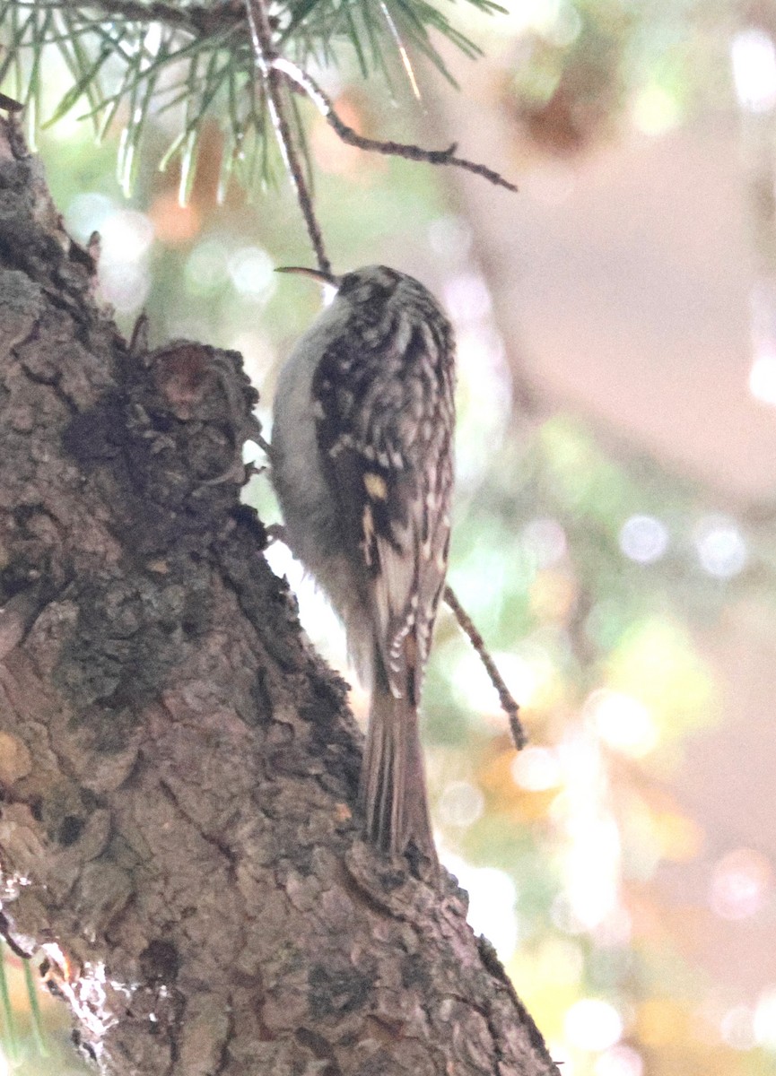 Brown Creeper - ML642838967