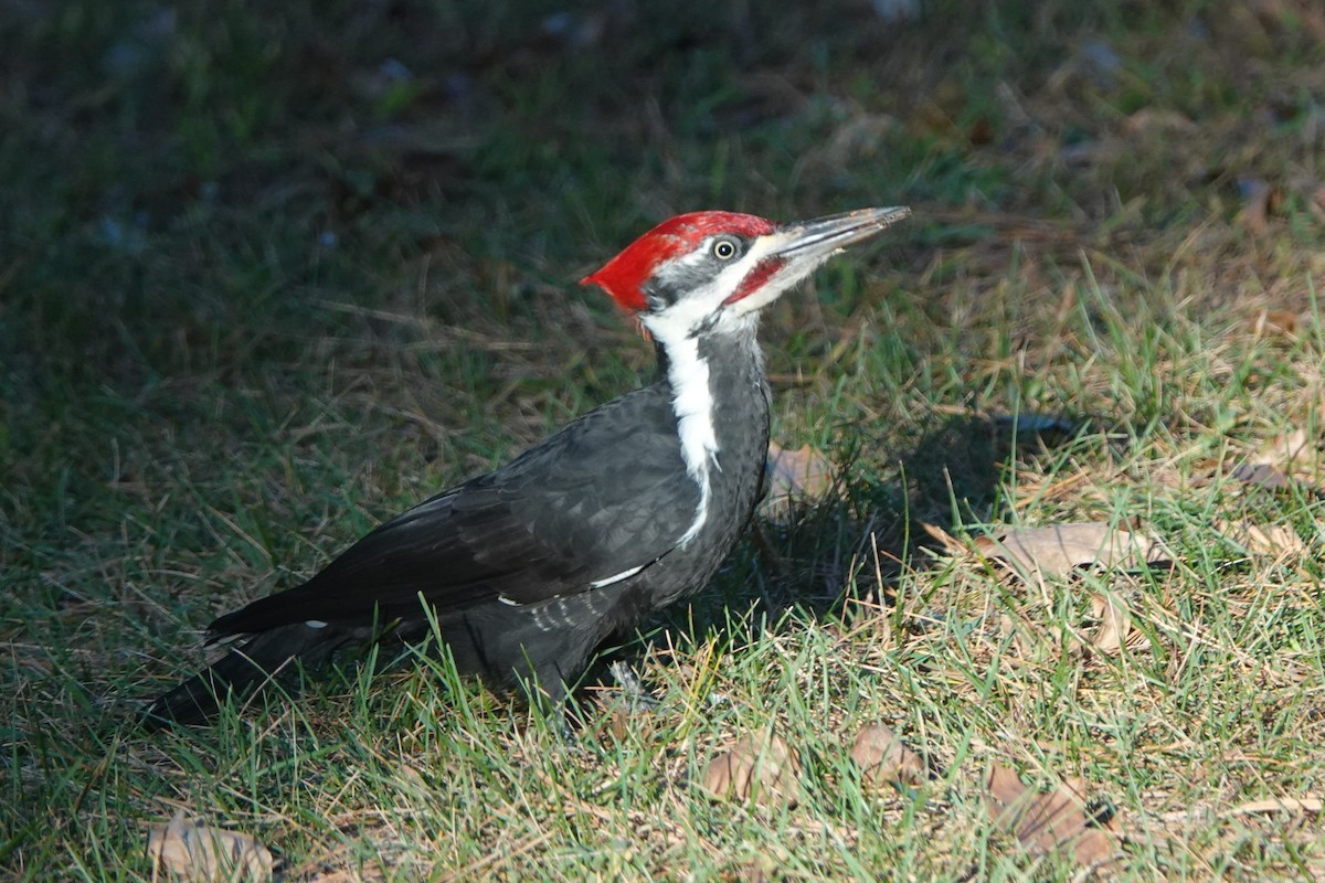 Pileated Woodpecker - ML642838968