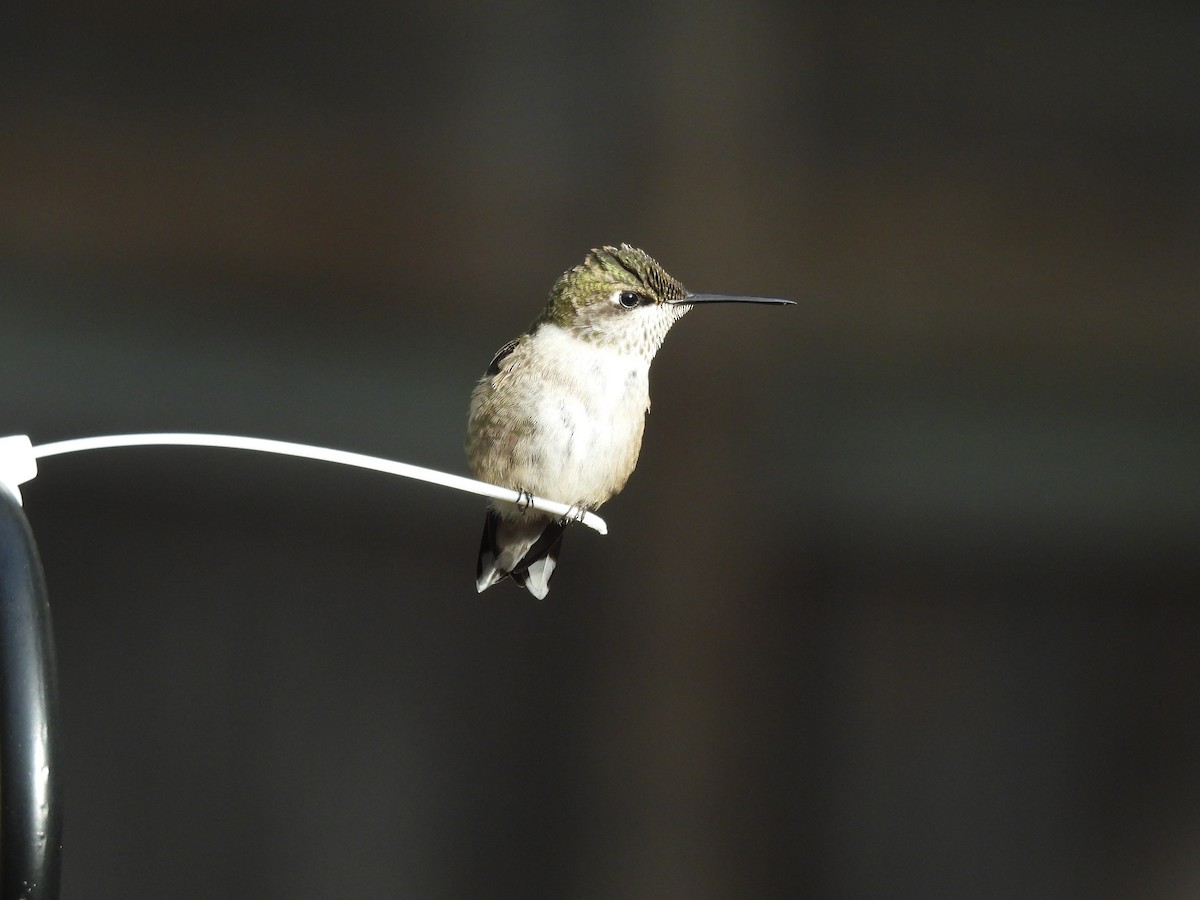 Colibri à gorge rubis - ML642838972