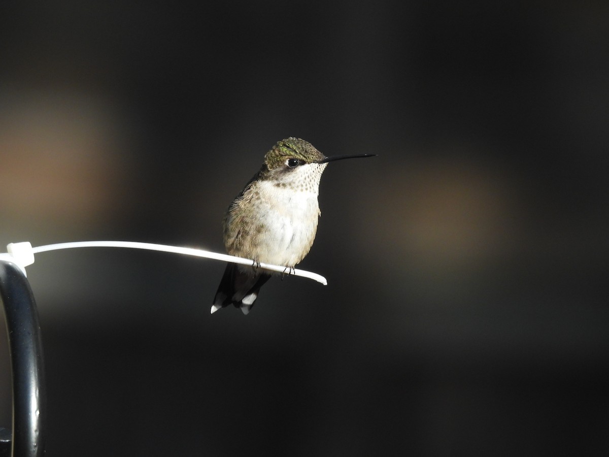 Colibri à gorge rubis - ML642838975