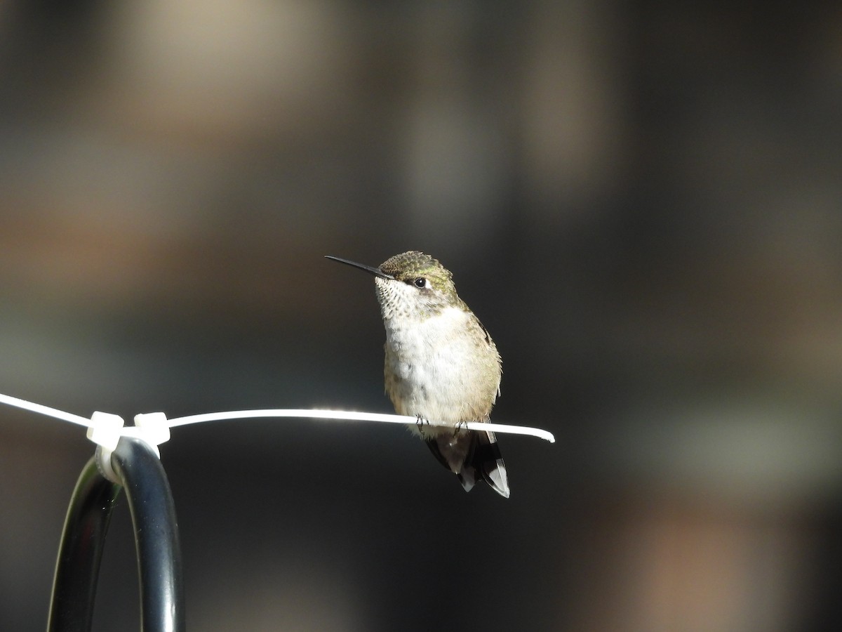 Colibri à gorge rubis - ML642838976