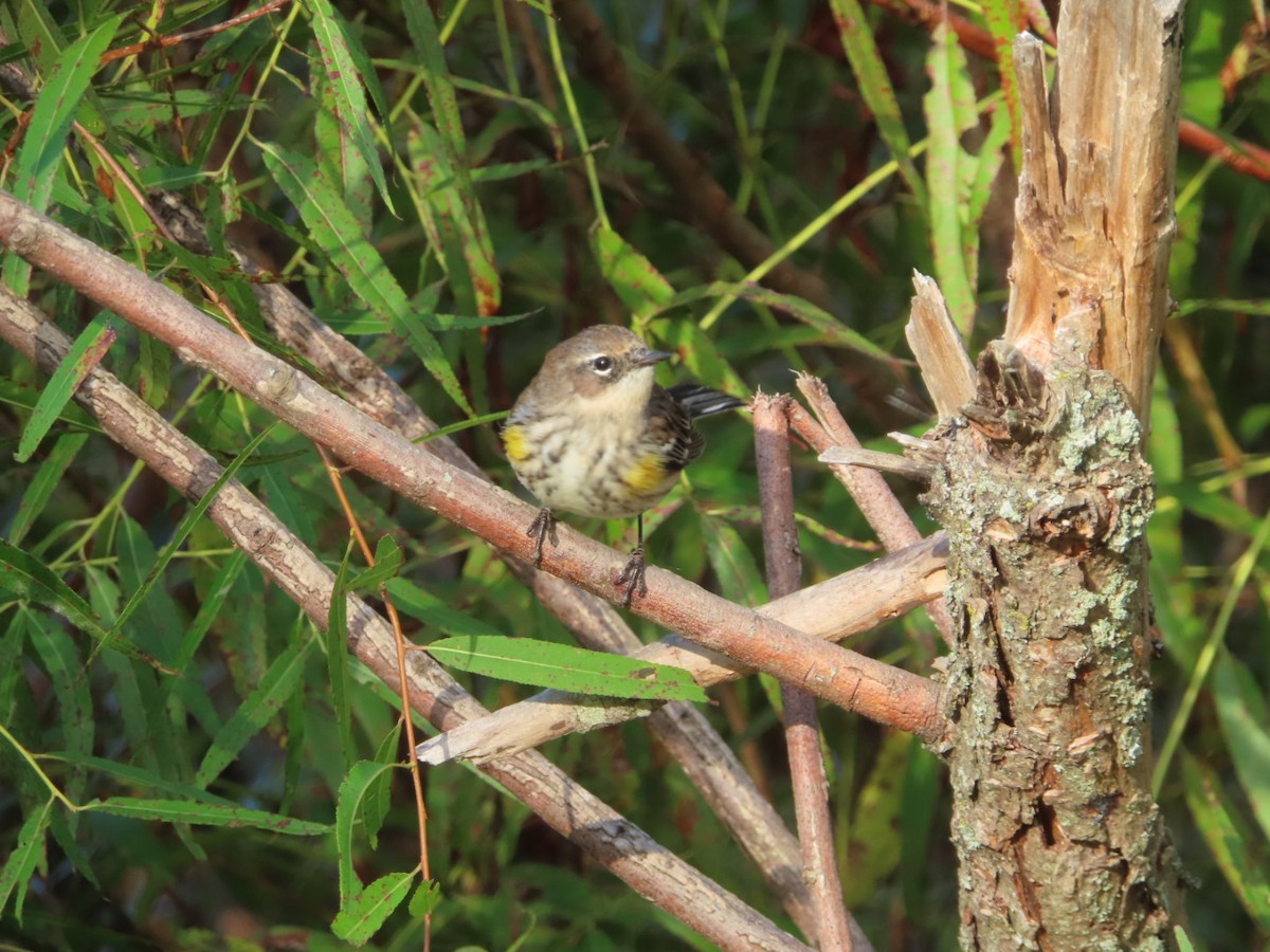 Yellow-rumped Warbler - ML642838978