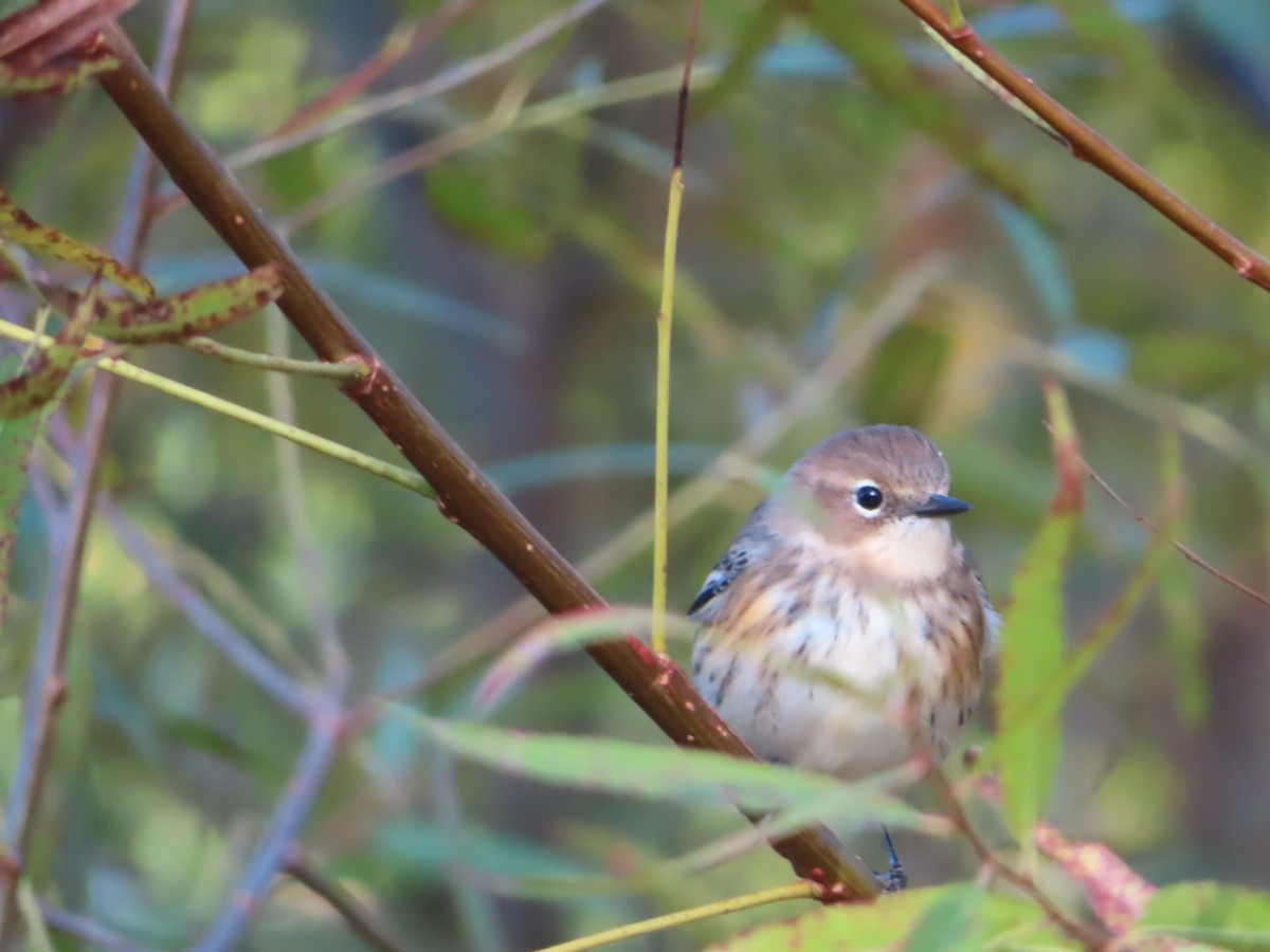 Yellow-rumped Warbler - ML642838979