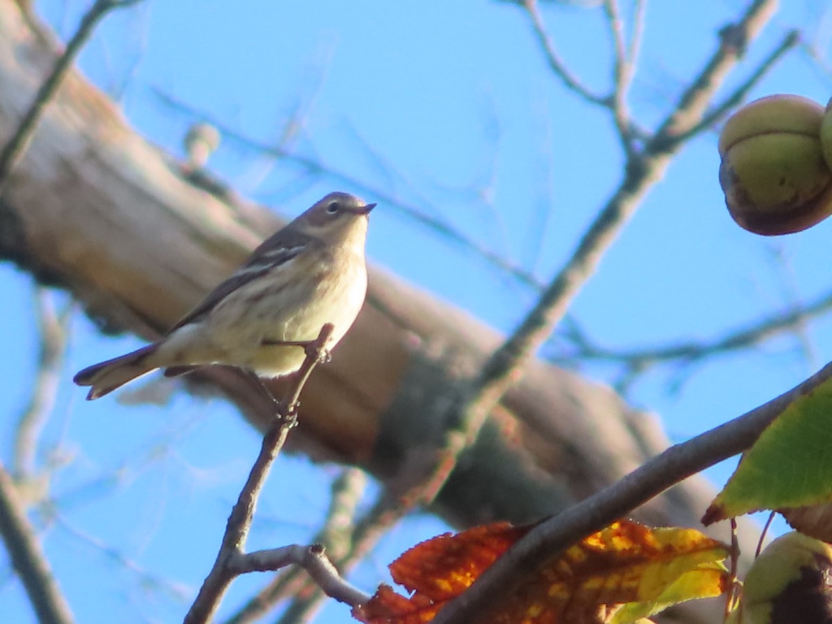 Yellow-rumped Warbler - ML642838980