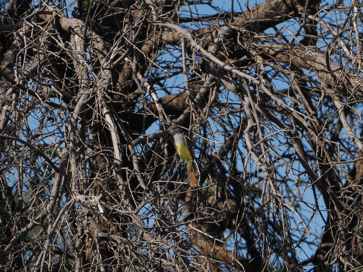 Great Crested Flycatcher - ML642838982