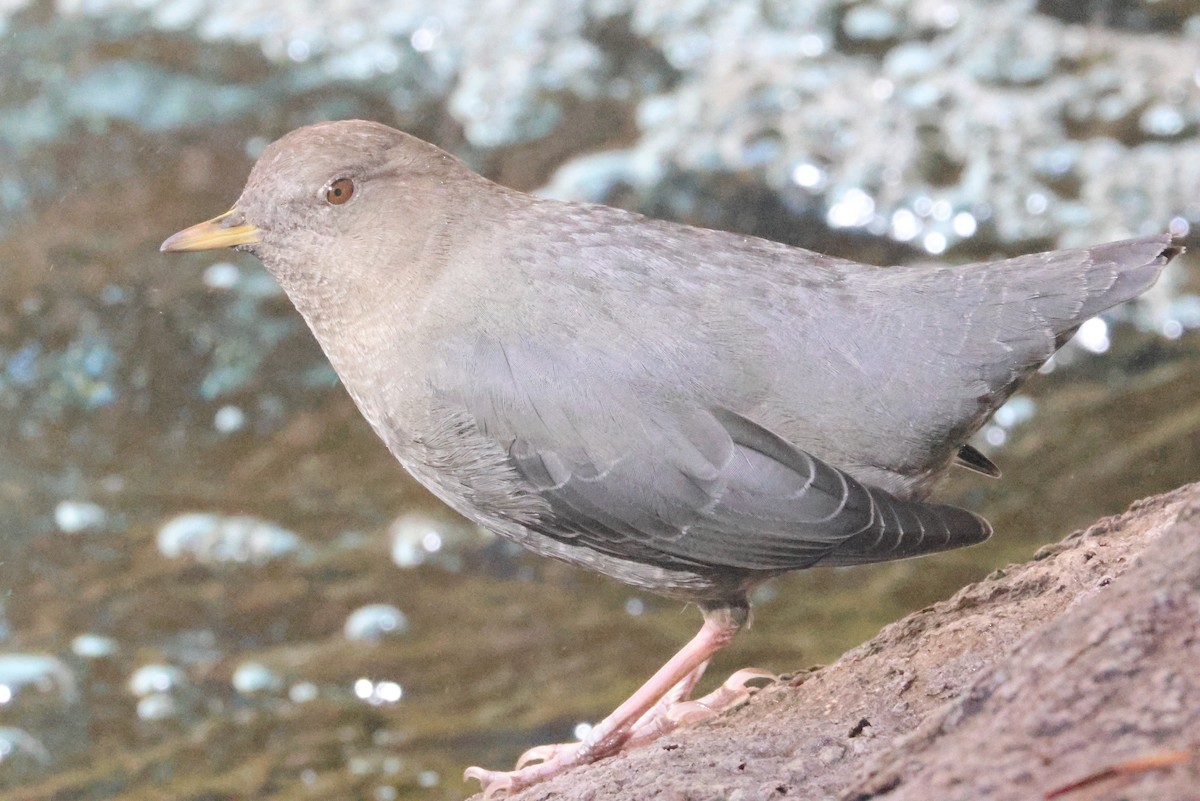American Dipper - ML642838989