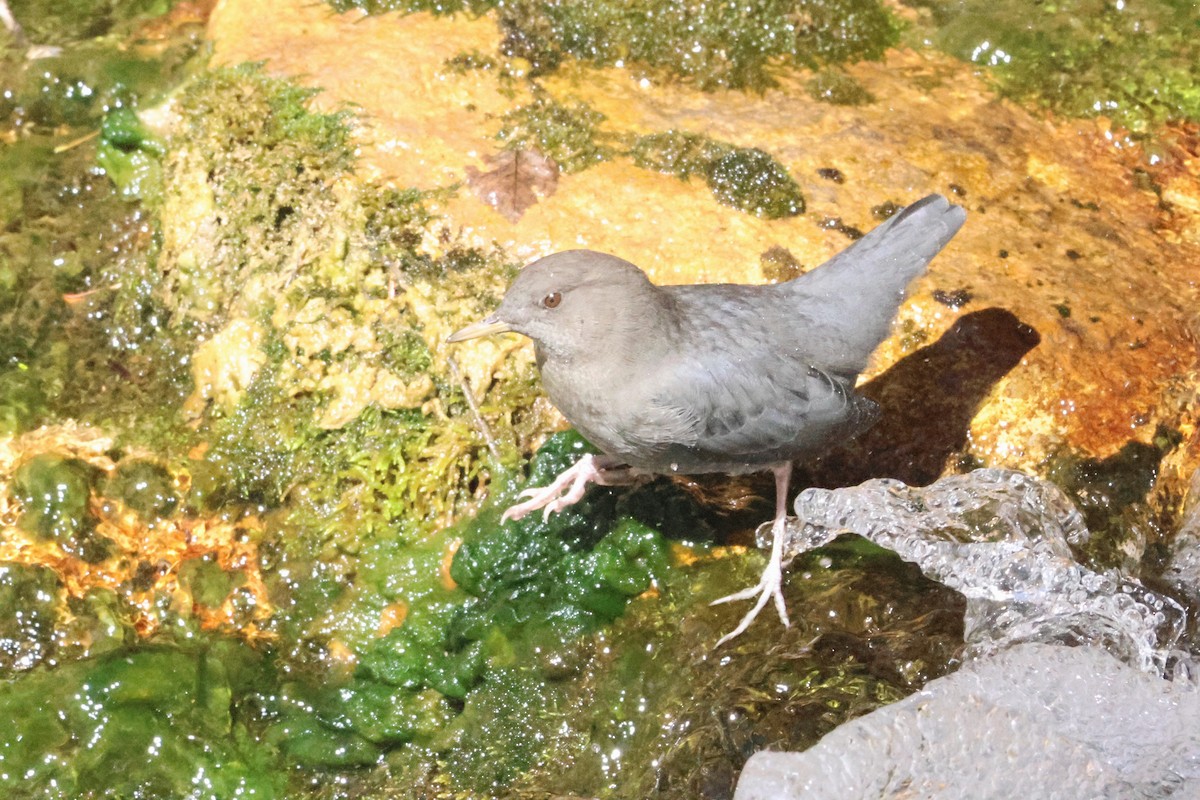 American Dipper - ML642838990