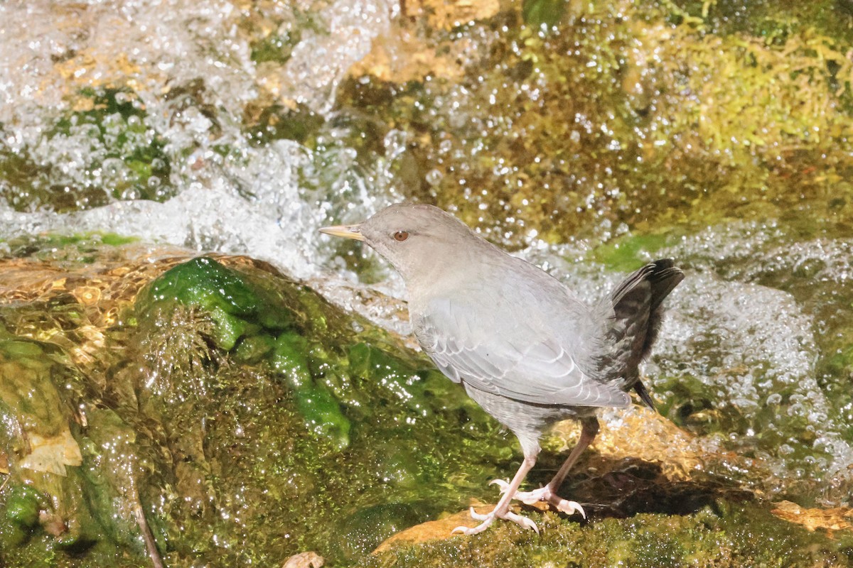 American Dipper - ML642838991