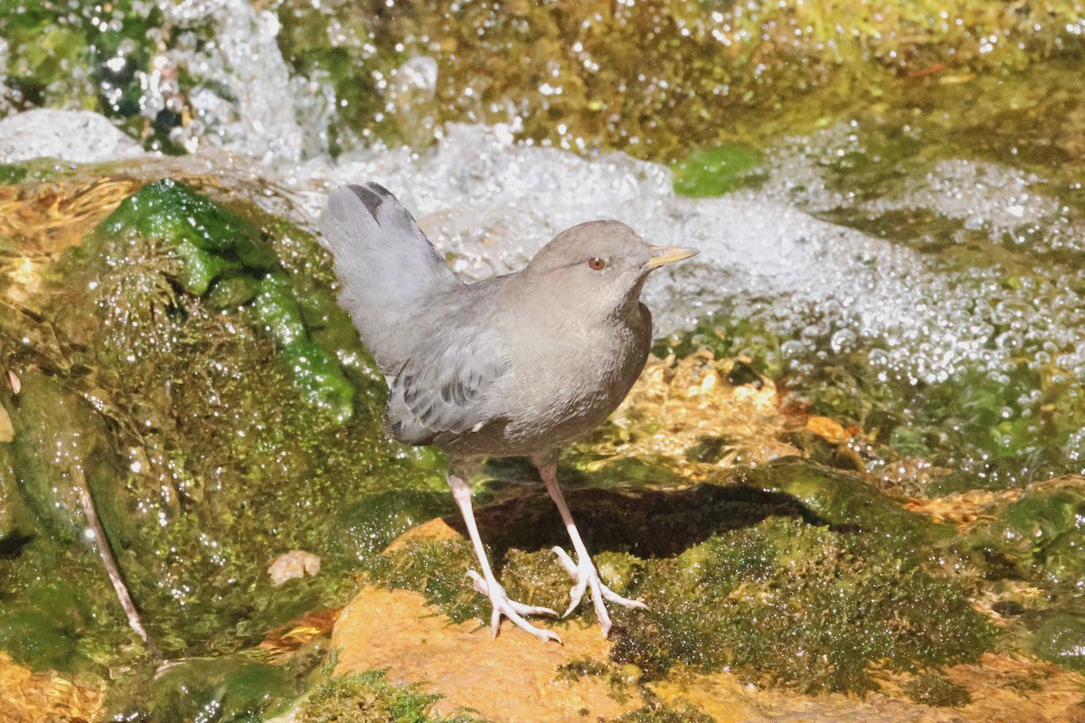 American Dipper - ML642838992