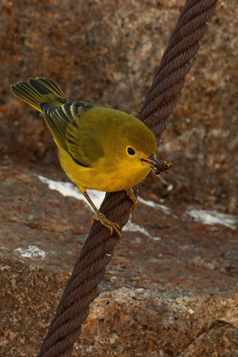 Northern Yellow Warbler - ML642838996