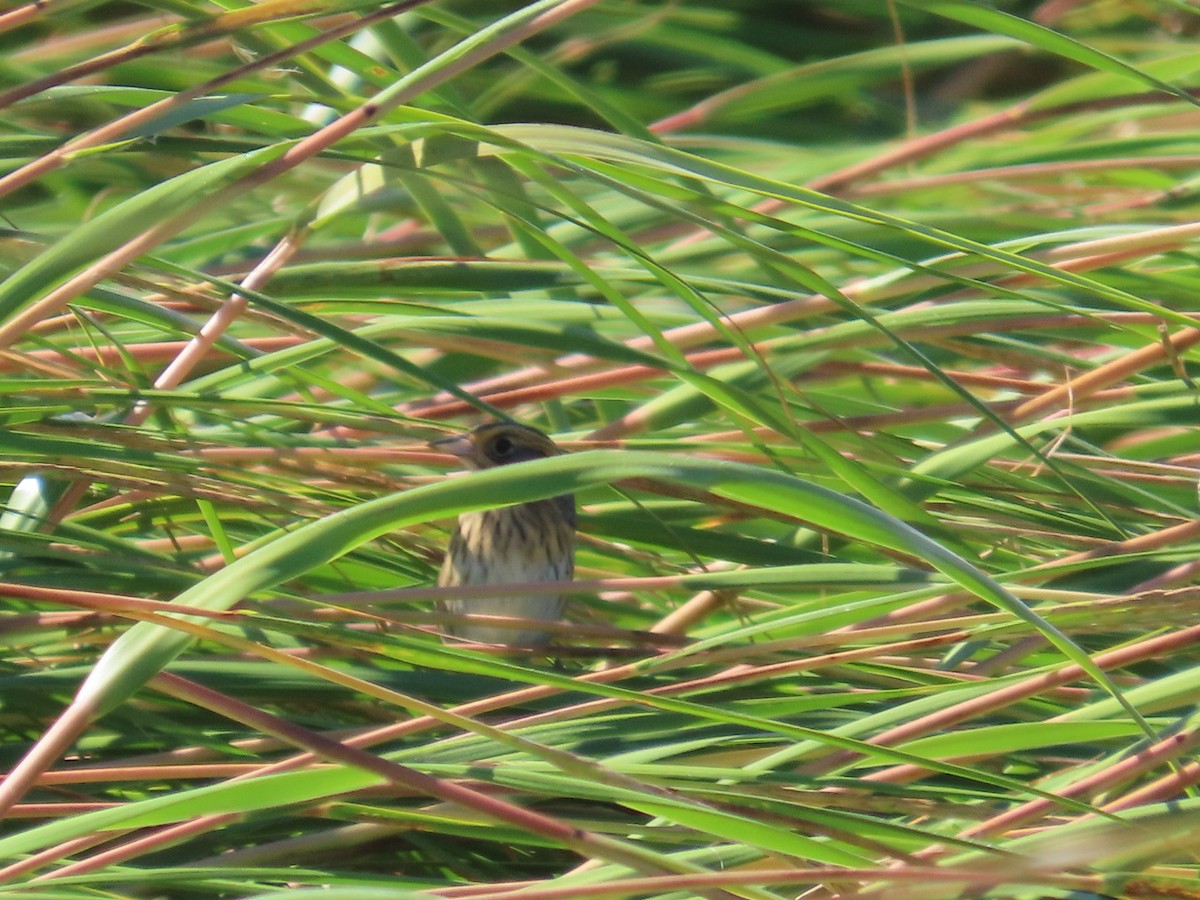 Saltmarsh Sparrow - ML642839010