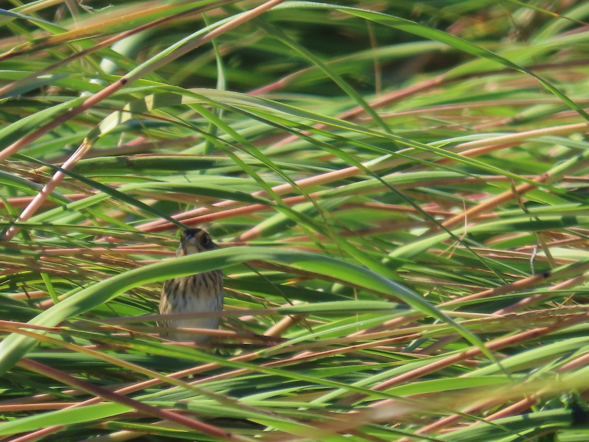 Saltmarsh Sparrow - ML642839011