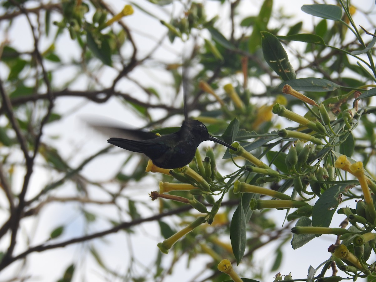 Blue-tufted Starthroat - ML642839015
