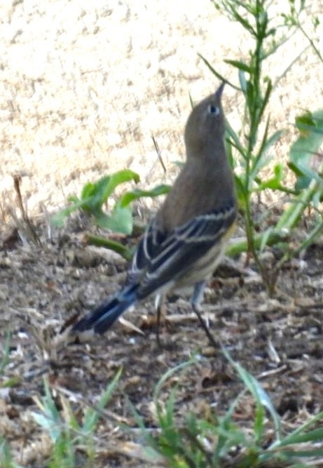 Yellow-rumped Warbler - ML642839016