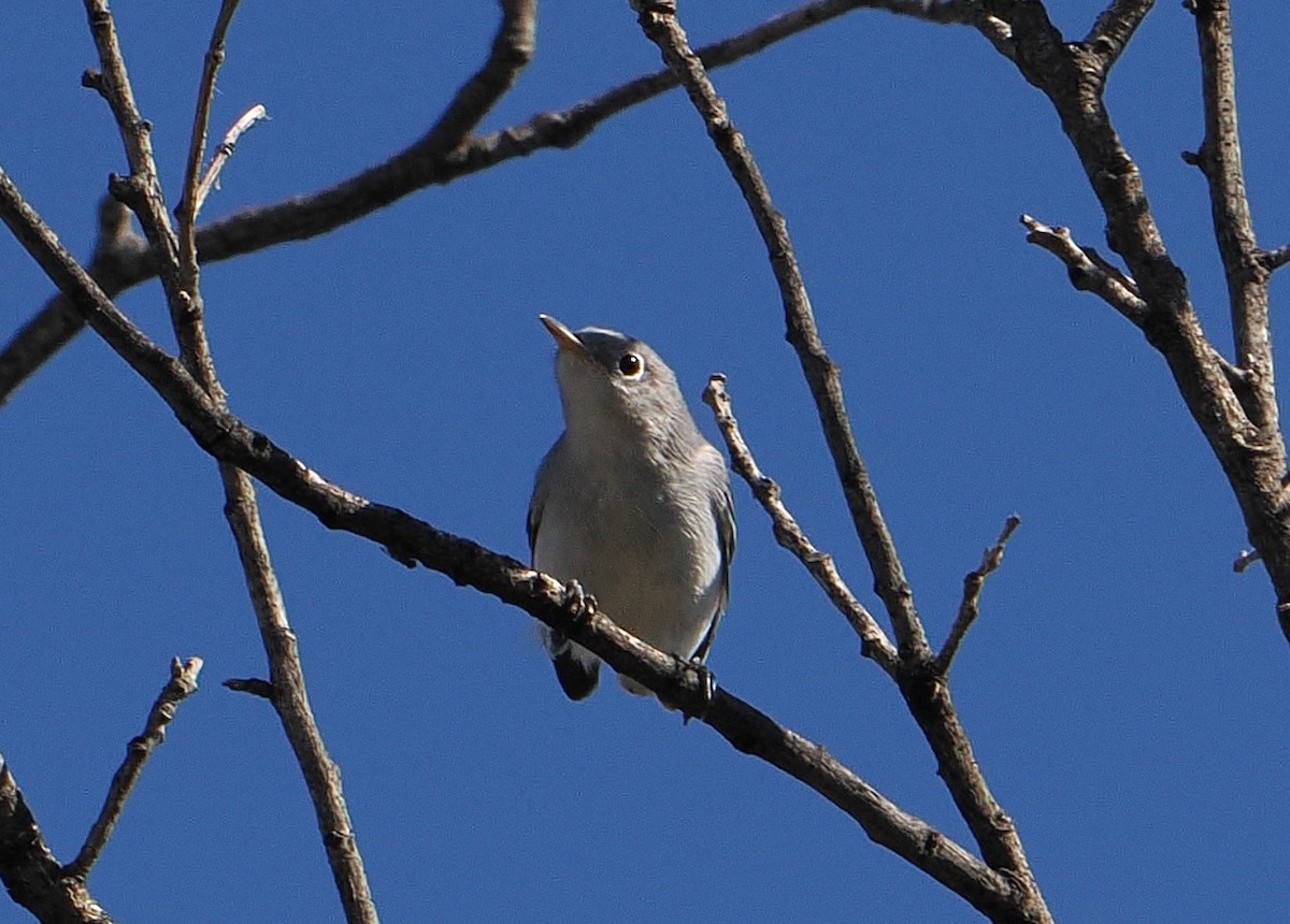 Blue-gray Gnatcatcher - ML642839017