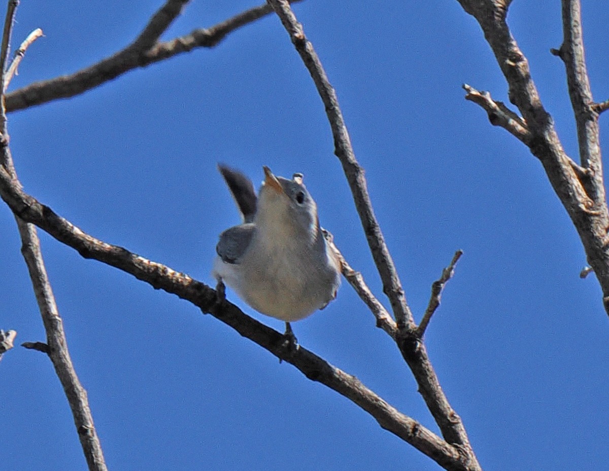 Blue-gray Gnatcatcher - ML642839022
