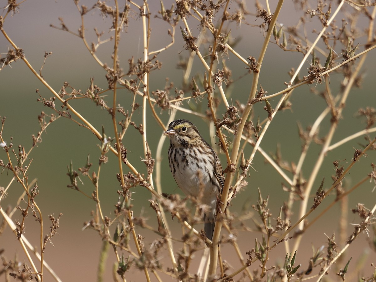 Savannah Sparrow - ML642839025