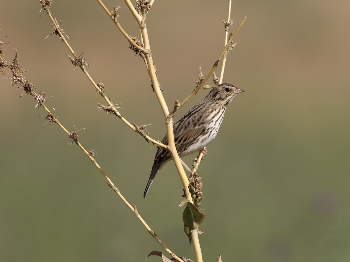 Savannah Sparrow - ML642839027