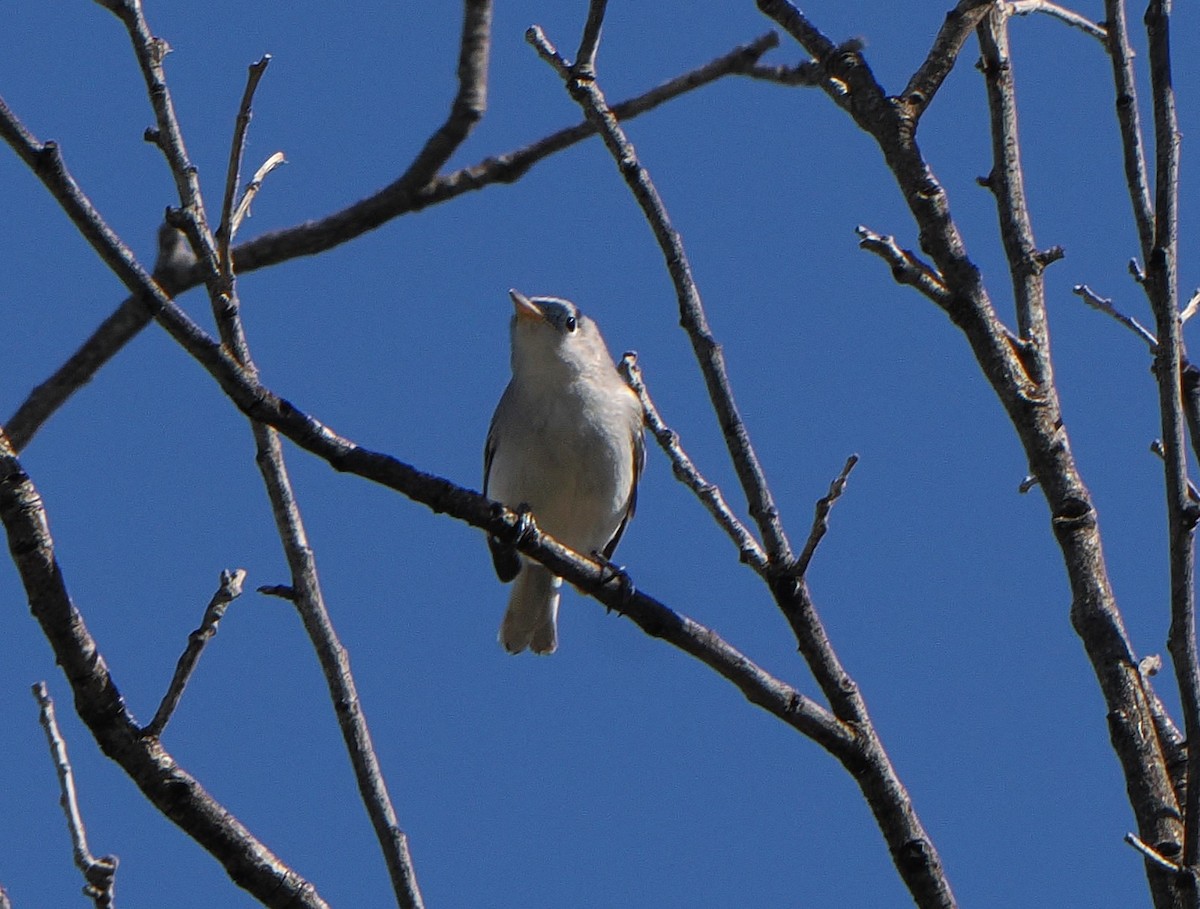 Blue-gray Gnatcatcher - ML642839028