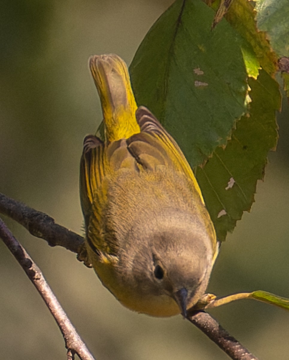 Nashville Warbler - ML642839030