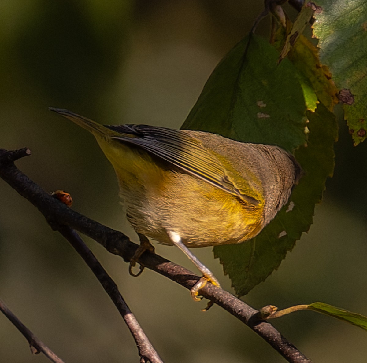bjørkeparula - ML642839033