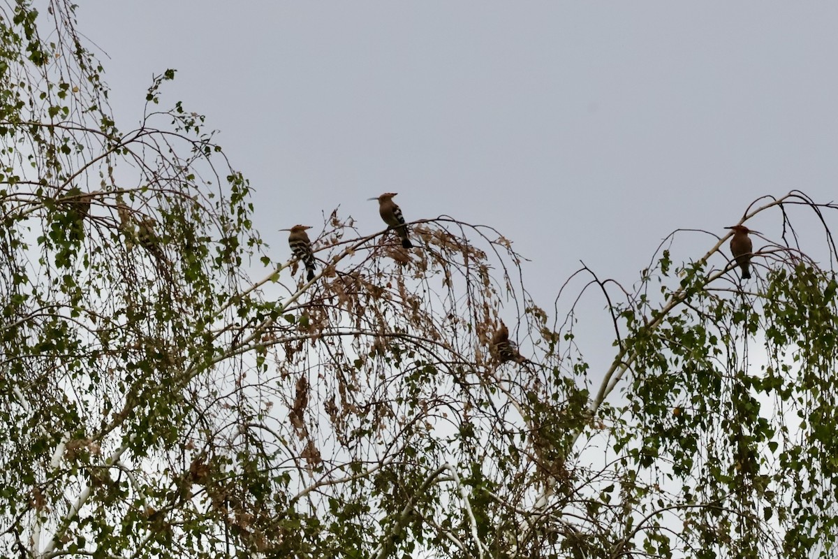 Eurasian Hoopoe - ML642839035